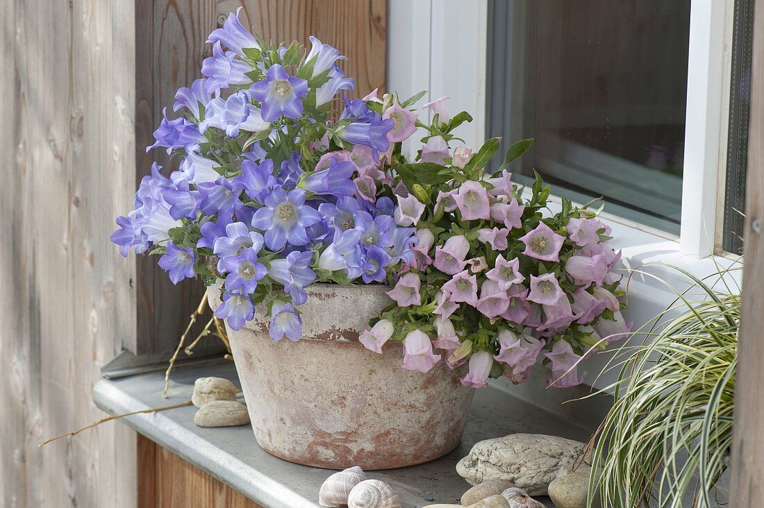 Campanula 'Blue Mary Mee', 'Sweet Mee' (Bluebell) as a duo