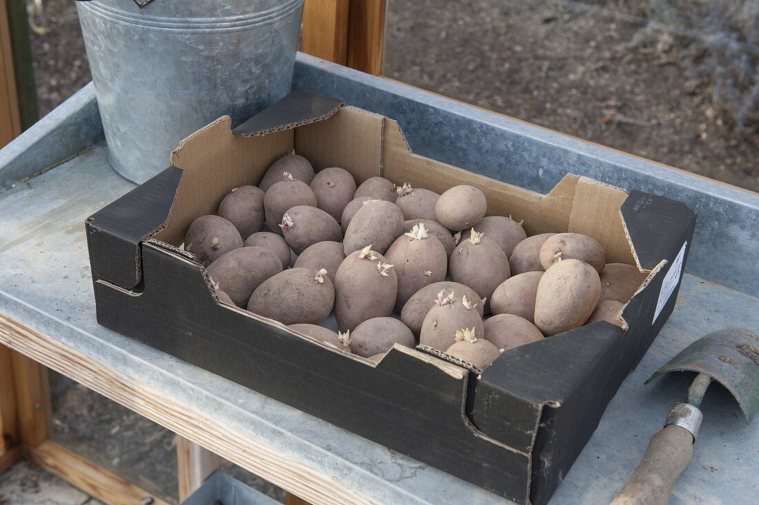 Preserve potatoes (Solanum tuberosum) in the greenhouse
