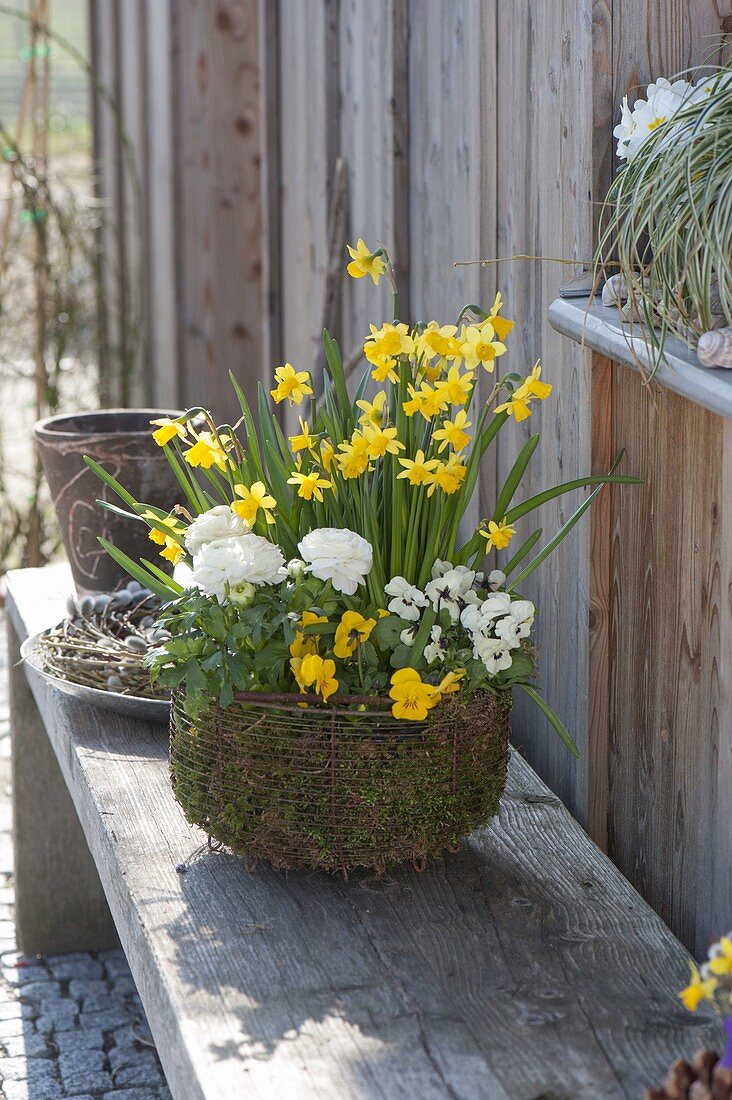 Narcissus 'Tete a Tete', ranunculus