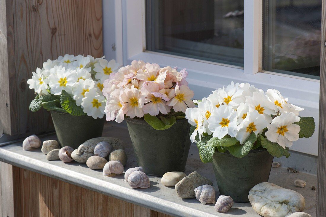 Primula acaulis (primula) on the windowsill, pebbles