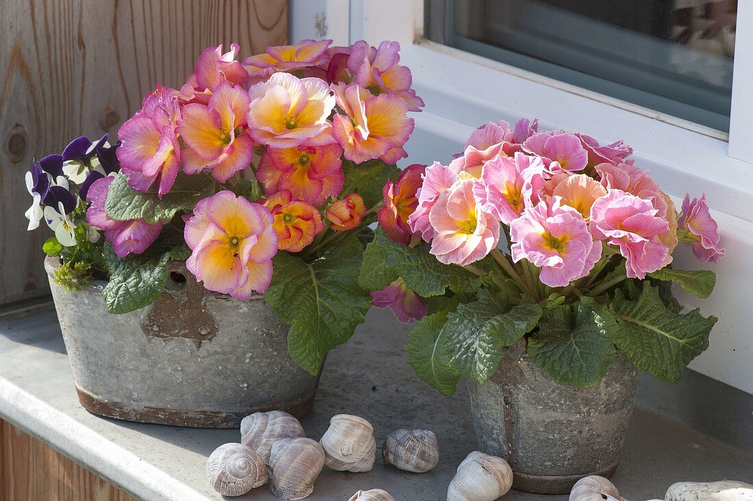 Primula acaulis 'Elodie' (Primeln) in Blechtoepfen auf der Fensterbank