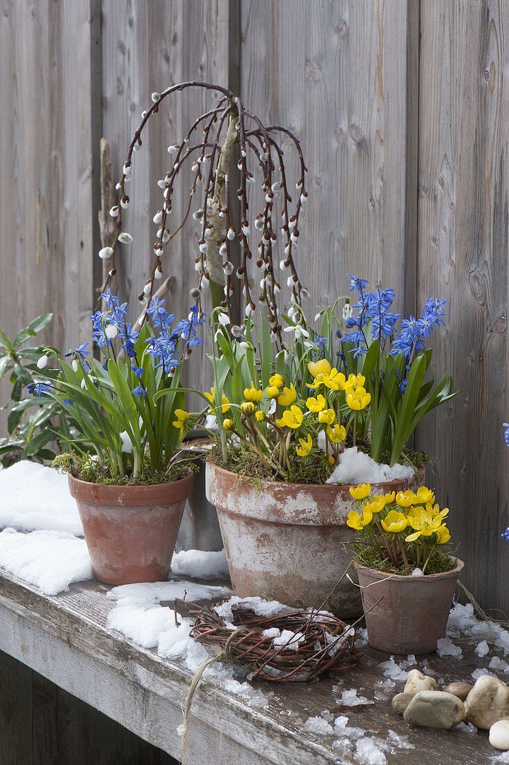 Frühlingserwachen : Eranthis (Winterlinge), Scilla (Blausternchen)