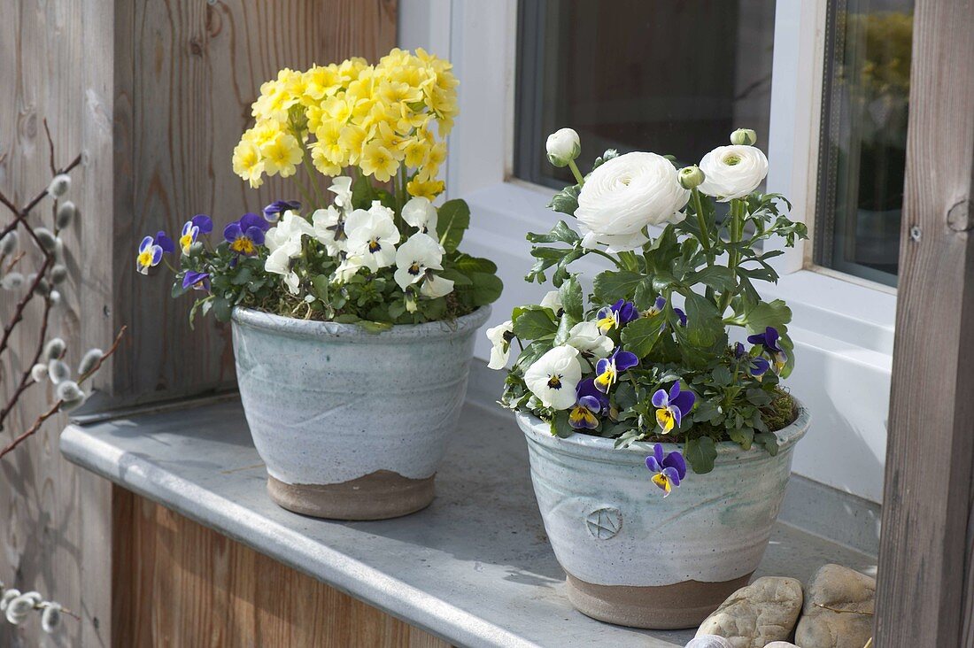 Viola cornuta, Ranunculus and Primula elatior