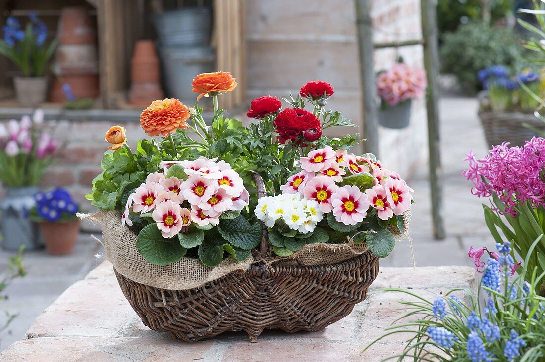 Basket of ranunculus and primula acaulis