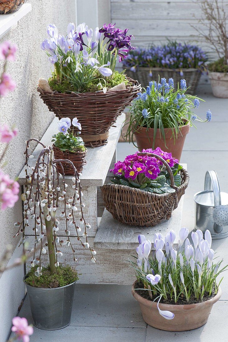 Spring on the terrace, Crocus, Iris reticulata