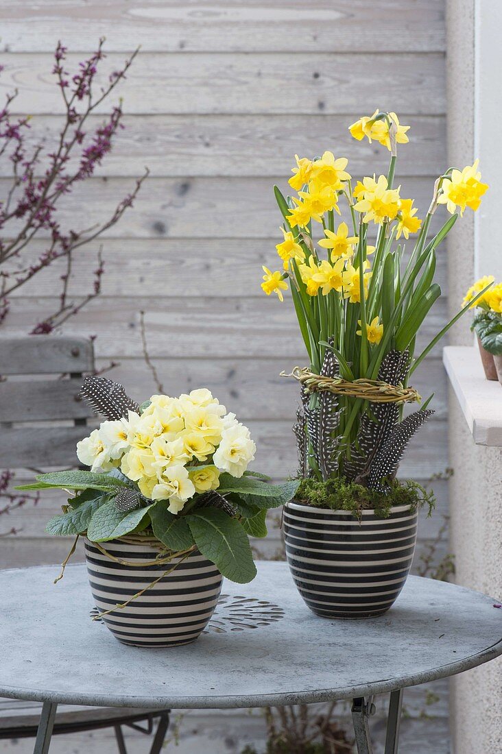 Narcissus 'Tete a Tete' (Narzissen) mit Weidenkraenzchen