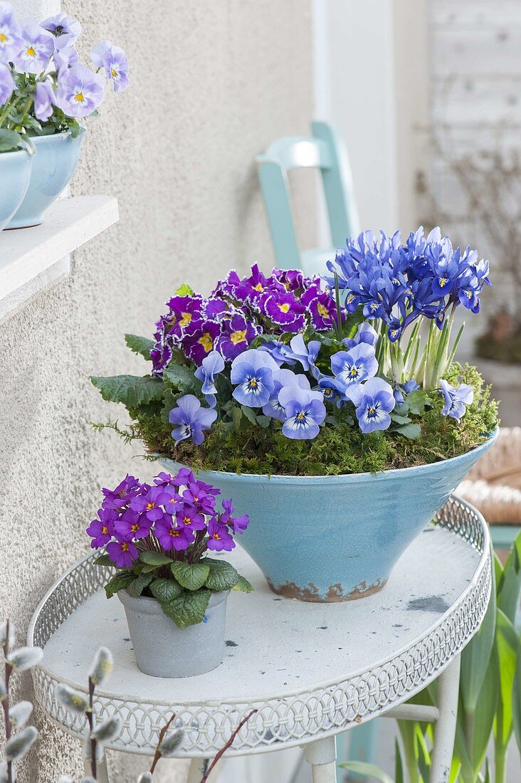 Türkise Schale und Topf mit Primula (Primeln), Viola cornuta