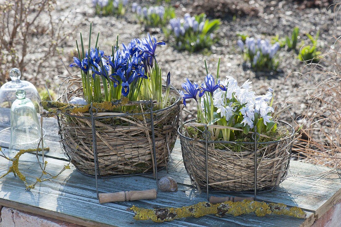 Vorfrühling in Drahtkoerben mit Gras und Moos