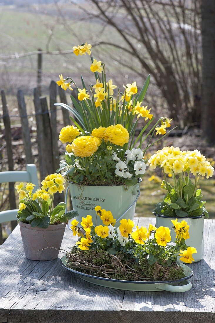 Spring in yellow, viola cornuta (horn violet), primula elatior