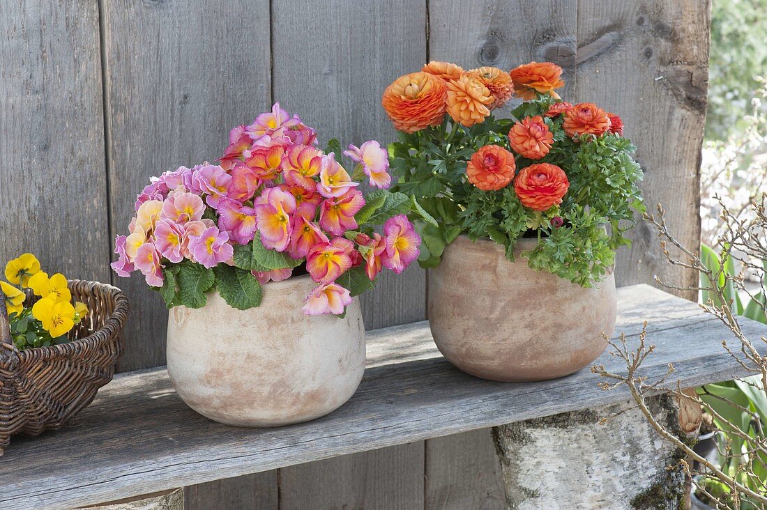 Primula acaulis (Primel) und Ranunculus (Ranunkel)