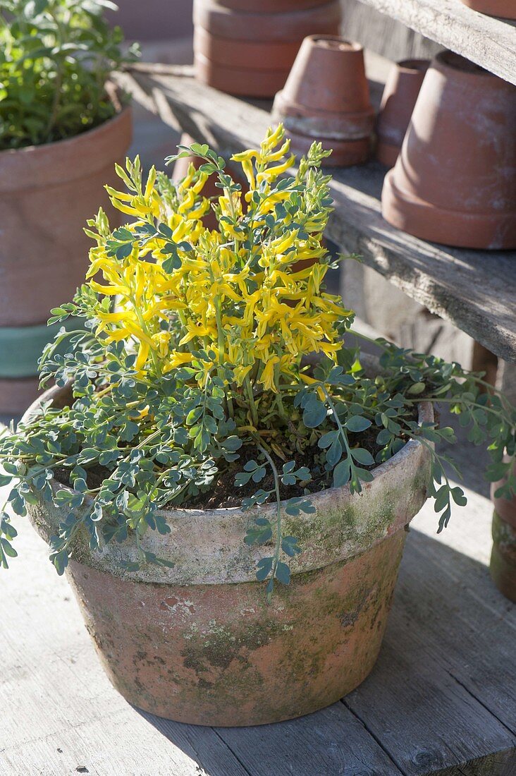 Corydalis wilsonii (Lerchensporn)