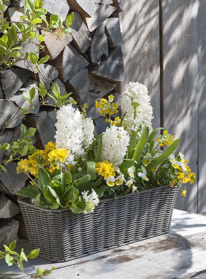 White-yellow planted basket box