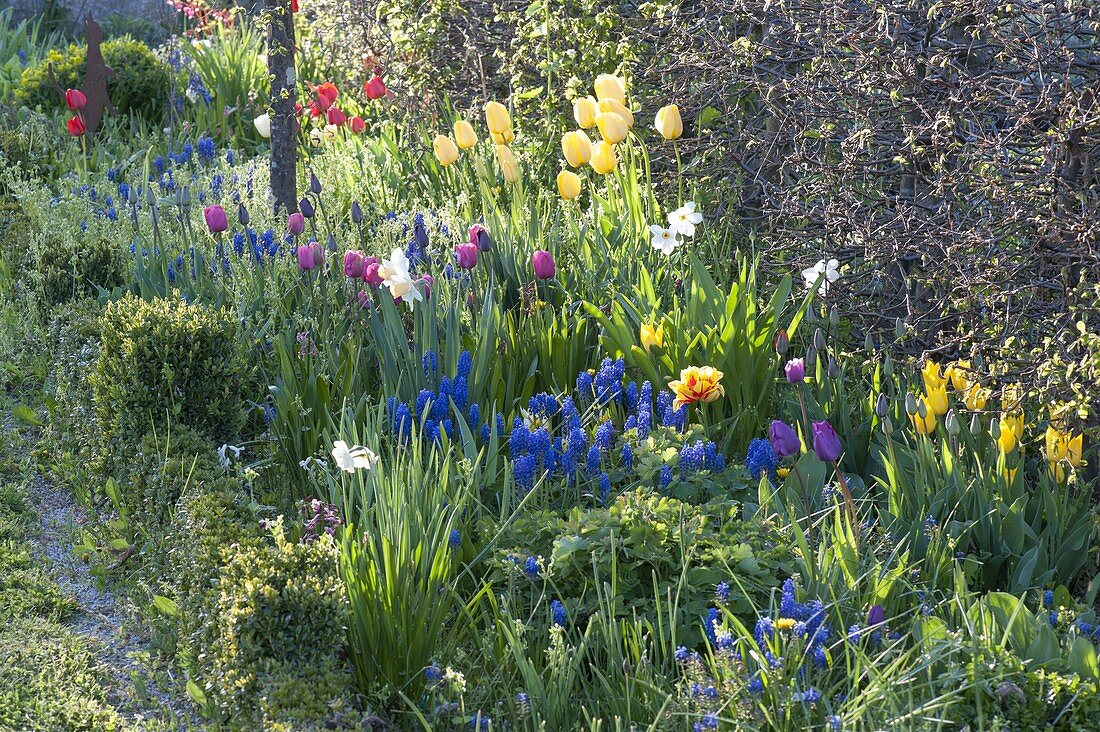 Colorful spring bed with tulipa, muscari