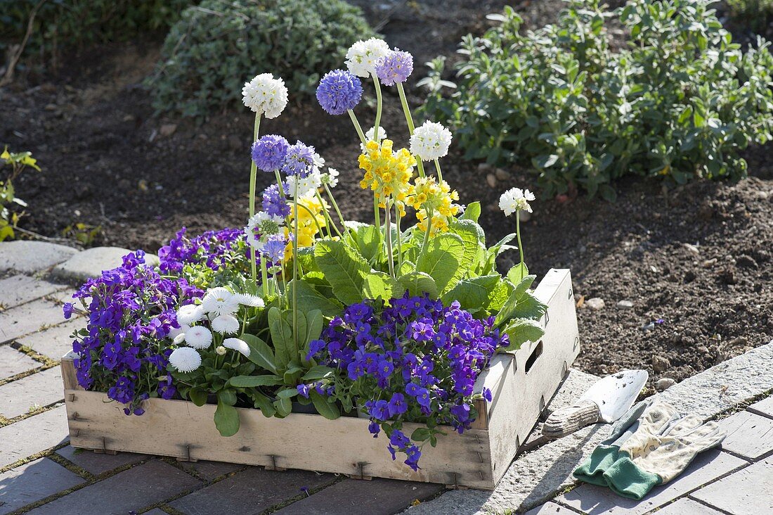 Obststiege with perennials for planting