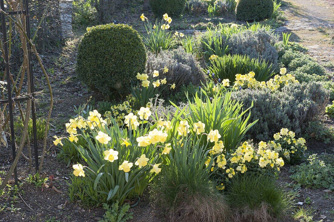 Frühlingsbeet mit Narcissus (Narzissen), Erysimum 'Winter Gold'