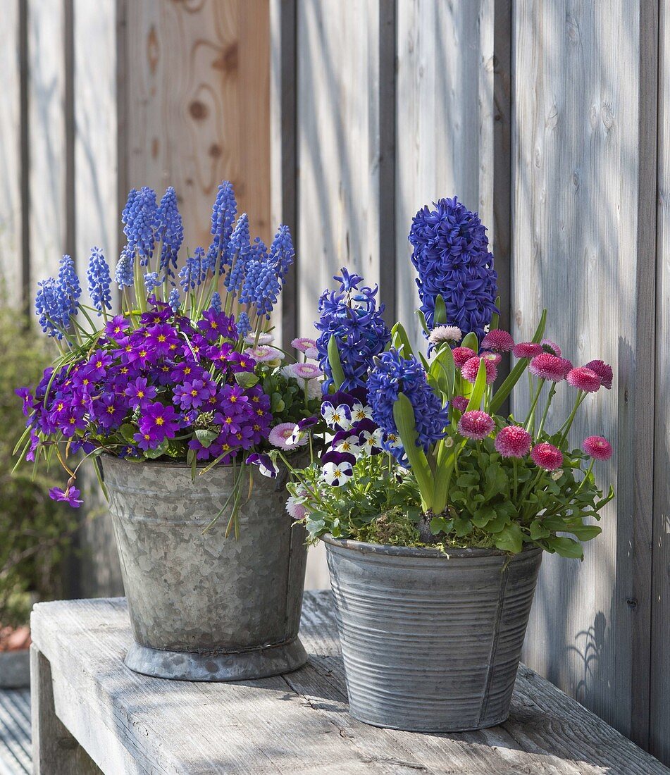 Zinc bucket with Primula X pruhoniciana 'Wanda' (carpet primrose),