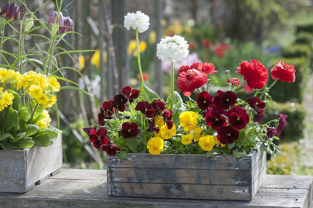 Spring in wooden boxes, Primula denticulata (spherical primel)