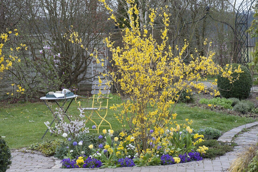 Small bed with Forsythia intermedia, Prunus incisa