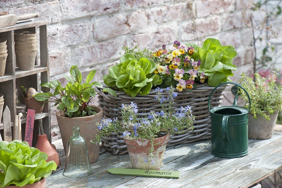 Planting table with rosemary, blood dock