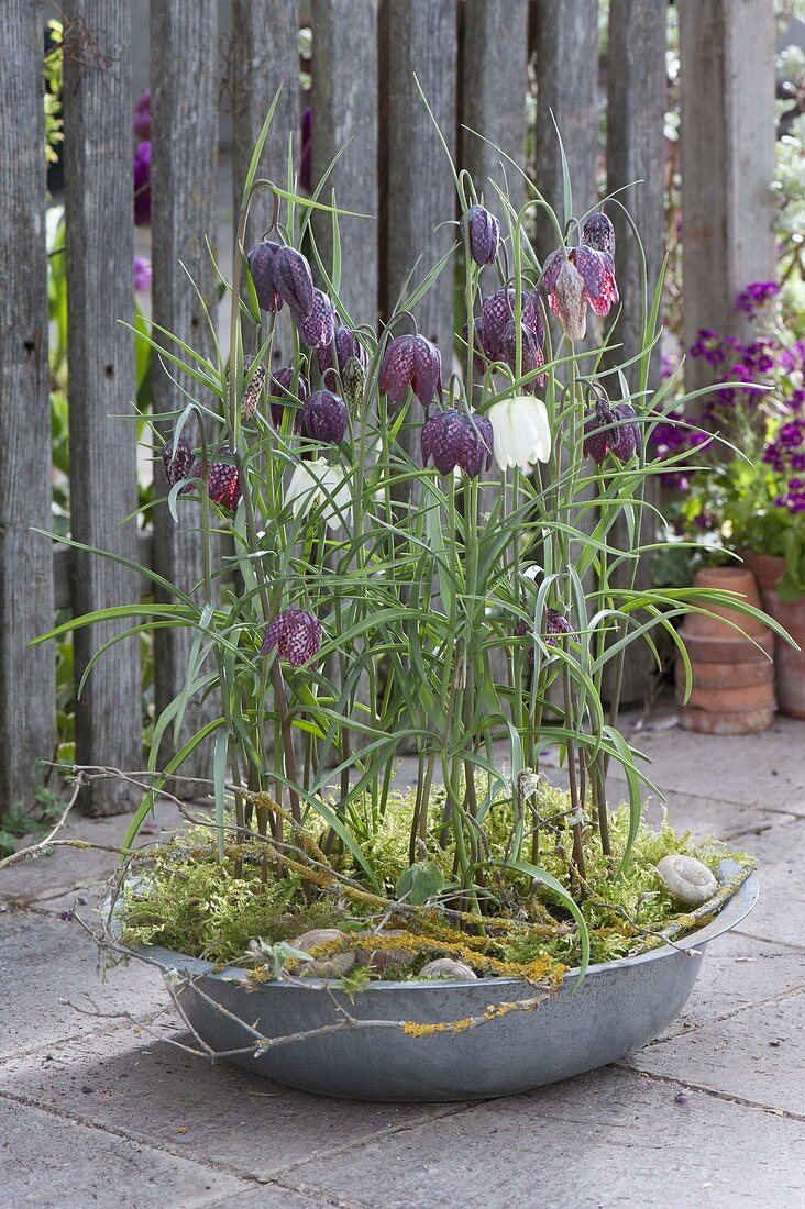 Fritillaria meleagris (checkerboard flower) in zinc bowl