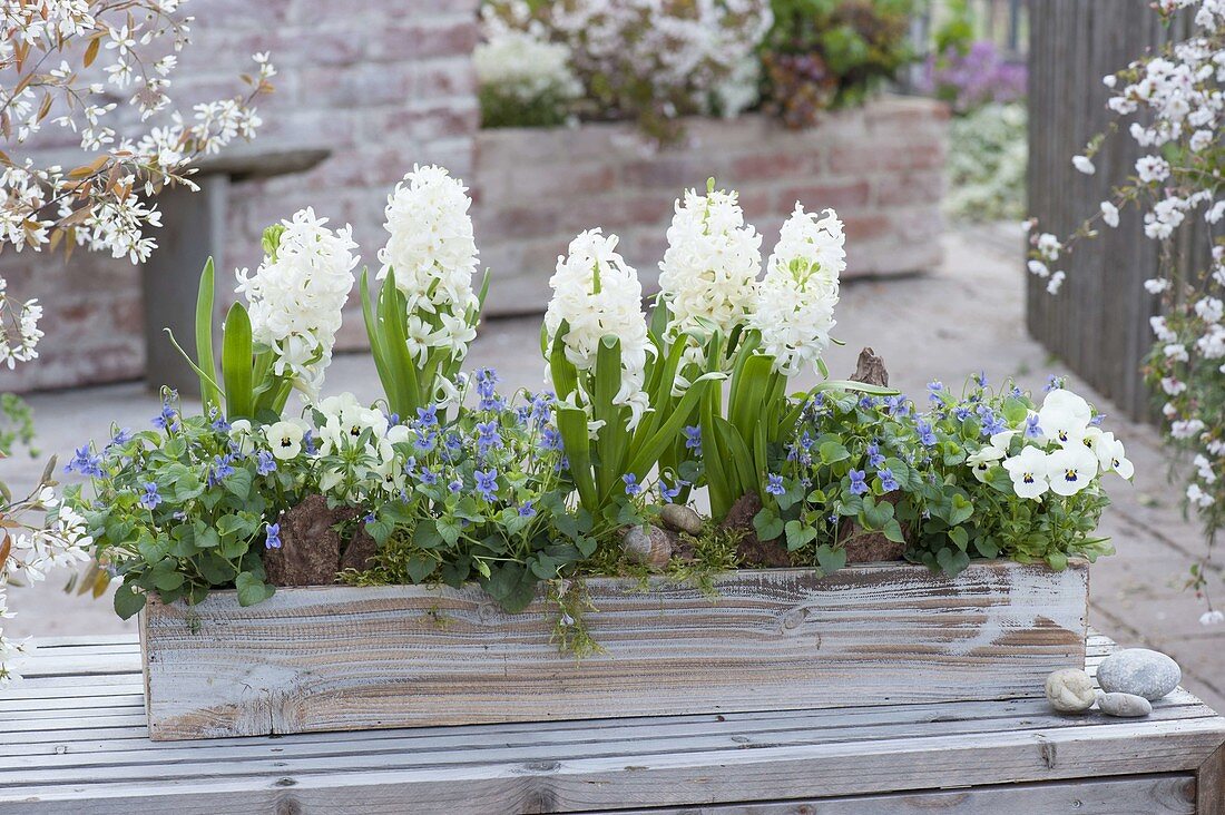 Wooden box with Hyacinthus 'White Pearl', Viola odorata