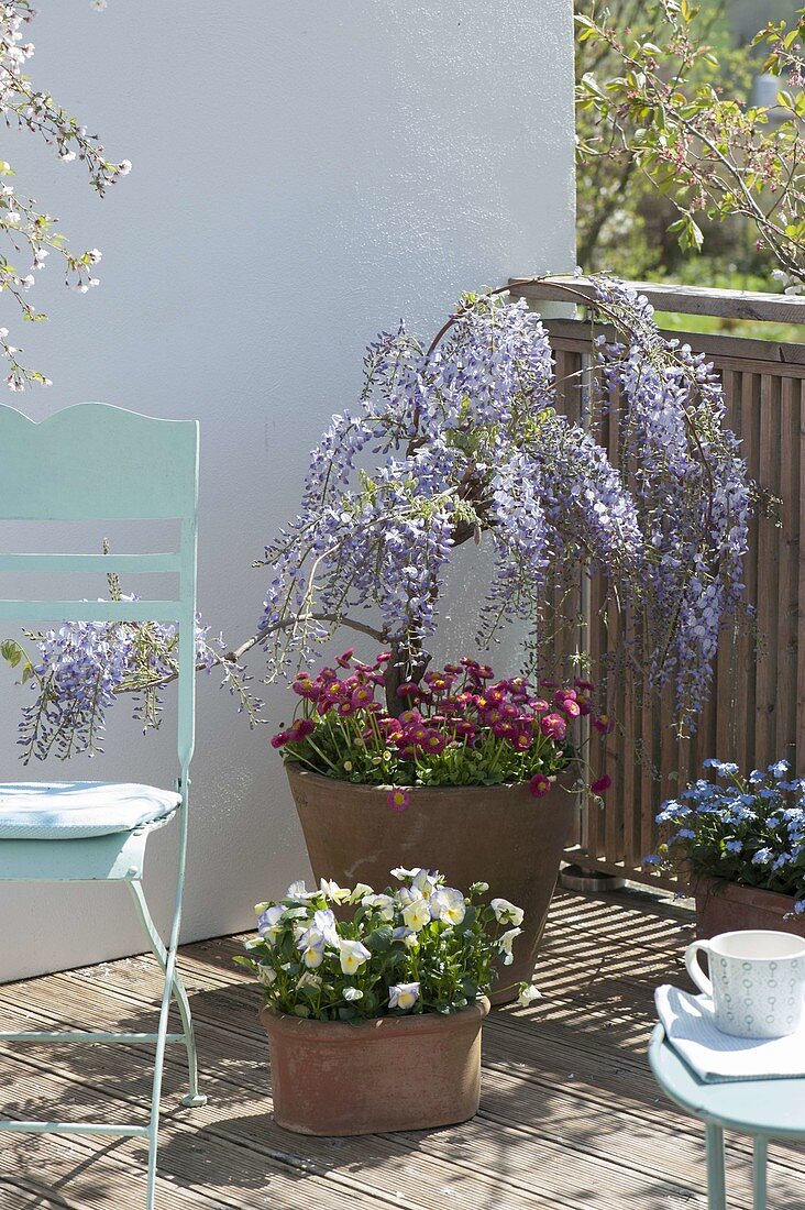 Wisteria sinensis underplanted with Bellis