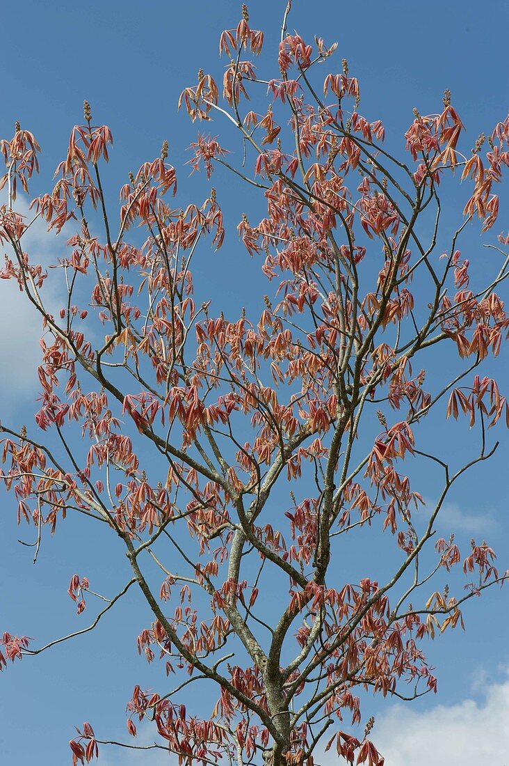 Aesculus glabra (Ohio - Rosskastanie) , roter Austrieb im Frühling