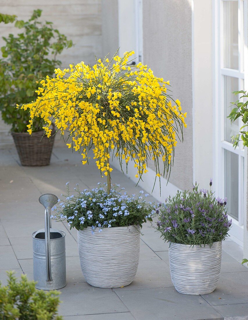 Cytisus scoparius 'Golden Tears' (broom) perennial