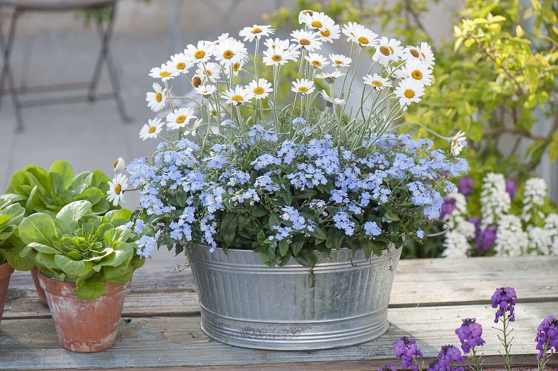 Zinc shell with Myosotis 'myomark' (forget-me-not)