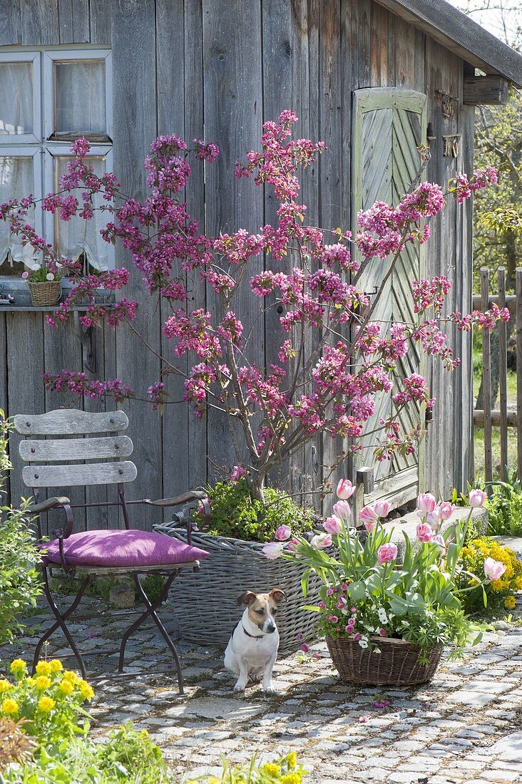 Malus 'Liset' (ornamental apple) on the tool shed