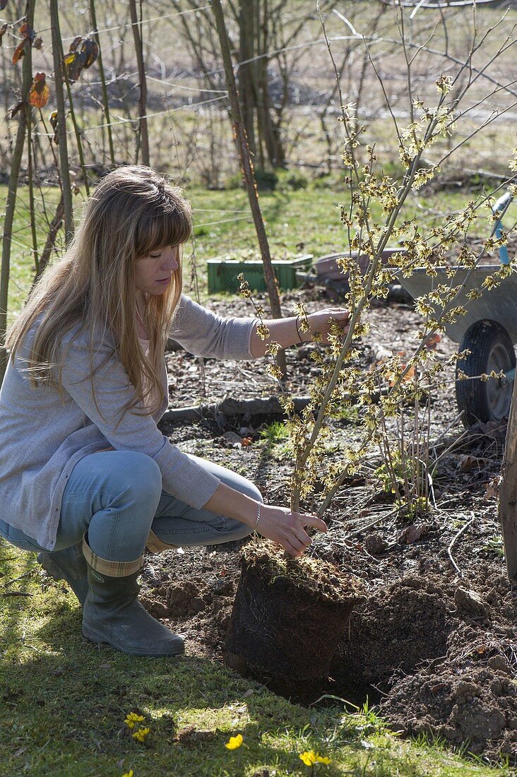 Woman planting Hamamelis intermedia (witch hazel)