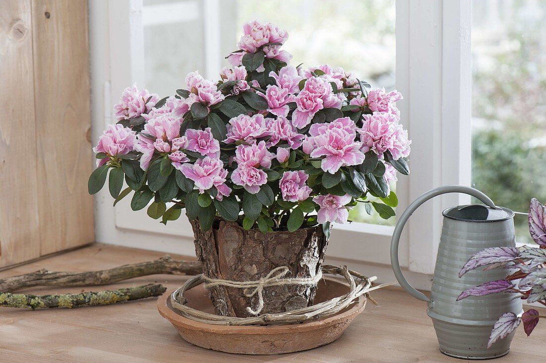 Rhododendron simsii 'Doberlug' (Indoor azalea)