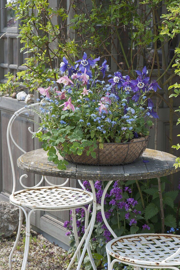 Basket with Aquilegia (columbine) and Myosotis (forget-me-not)