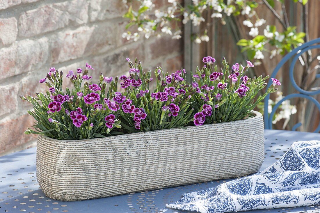 Dianthus caryophyllus 'Pink Kisses' in ceramic jardiniere