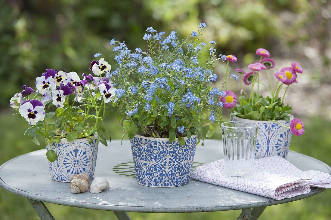 Blue-white pots with Myosotis 'Myomark' (forget-me-not)