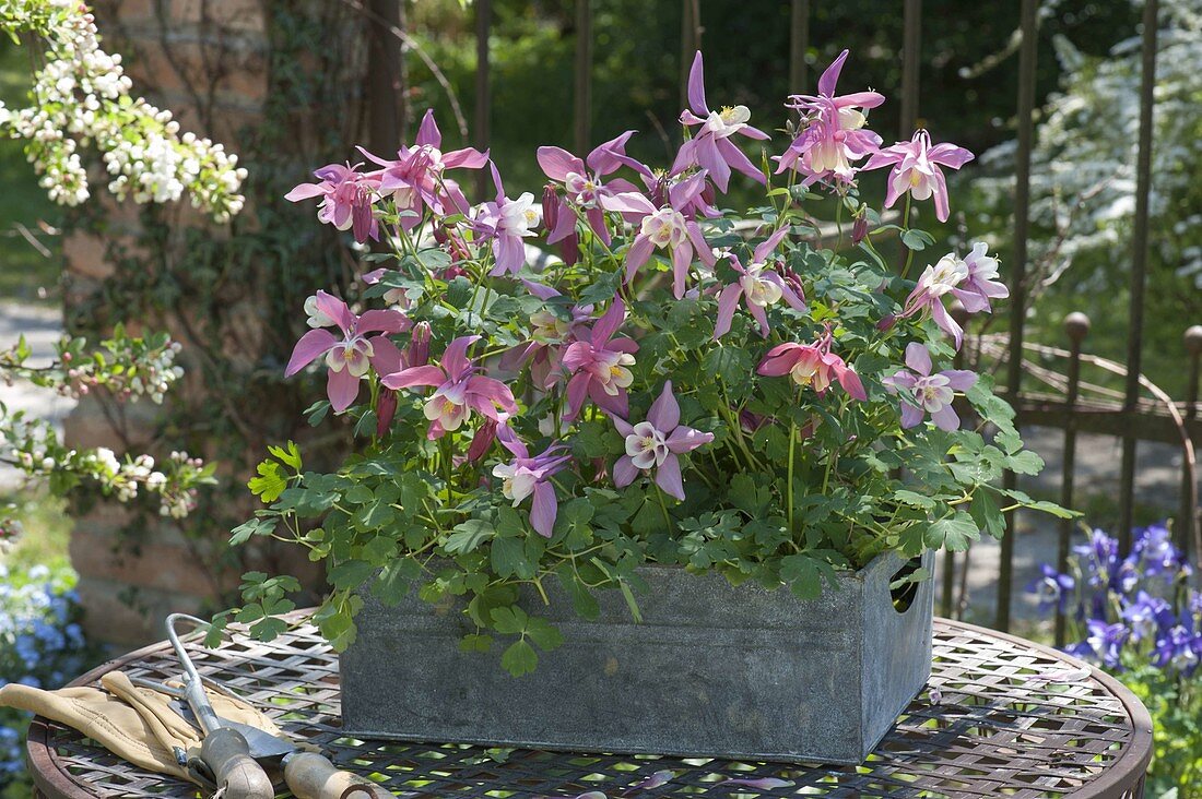 Aquilegia Spring Magic 'Rose Ivory', in tin box