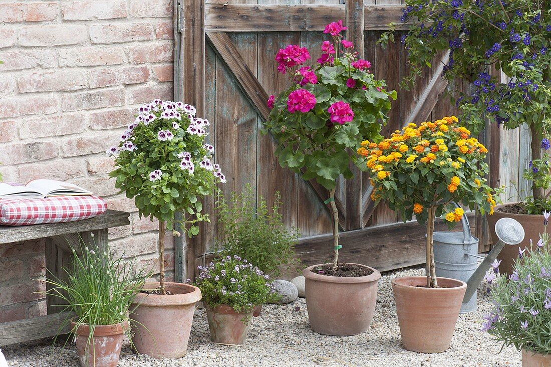 Gravel terrassse with potted plants and herbs in terracotta pots