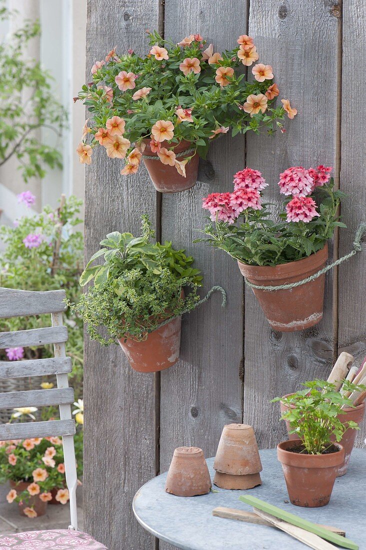 Clay pots hanging on wooden wall, Calibrachoa Aloha Kona 'Mango'