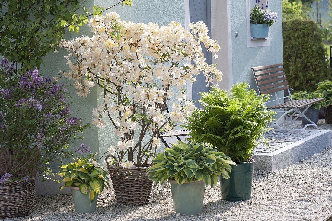 Rhododendron luteum 'Daviesii' (Gartenazalee), duftende Azalee