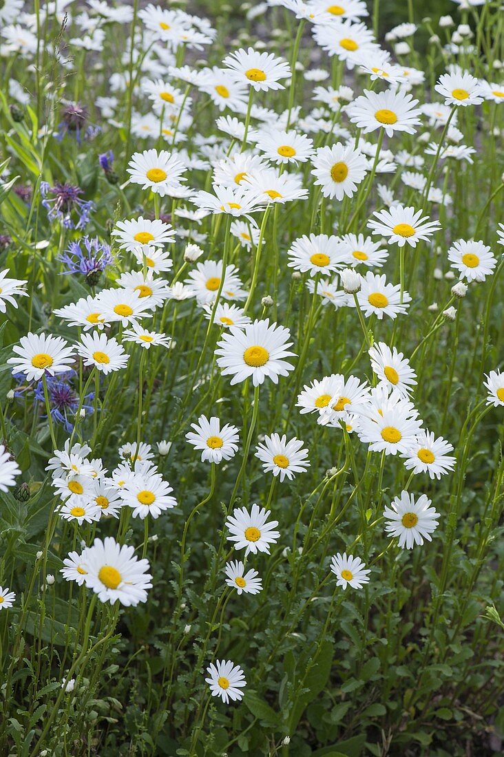 Marguerite meadow, Leucanthemum vulgare (spring marguerite)