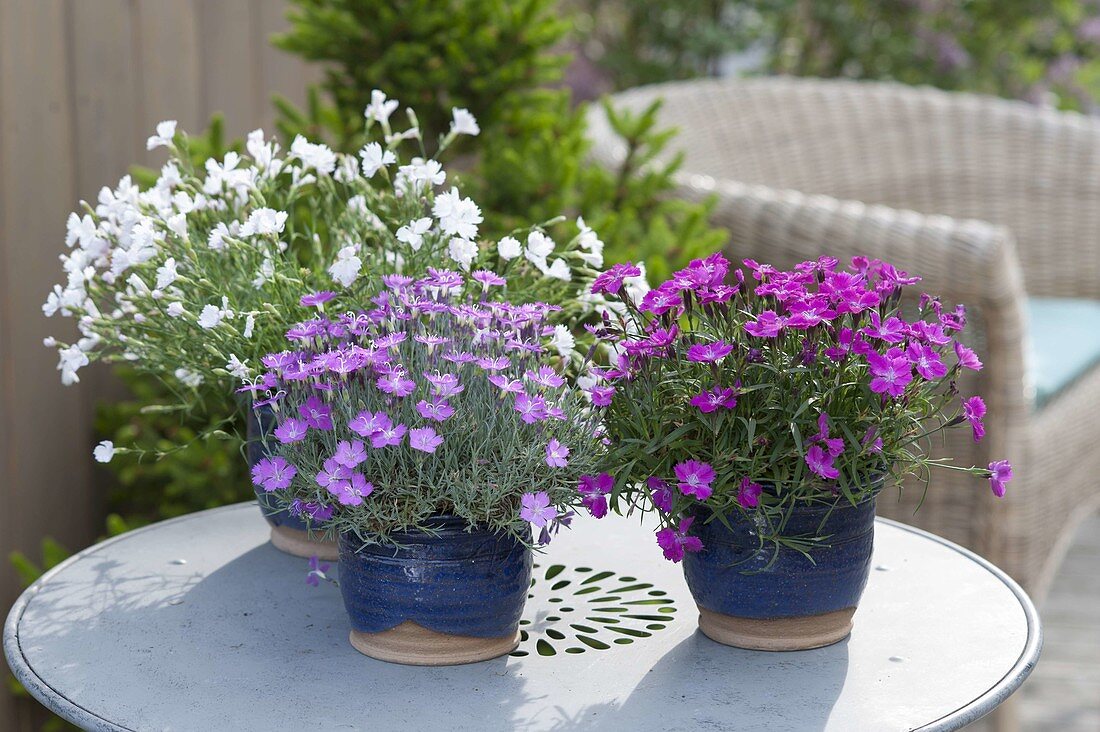 Dianthus Waikiki 'White', 'Pink'