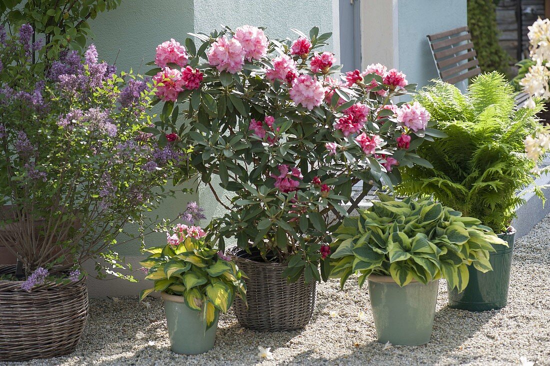 House entrance with rhododendron and funkies