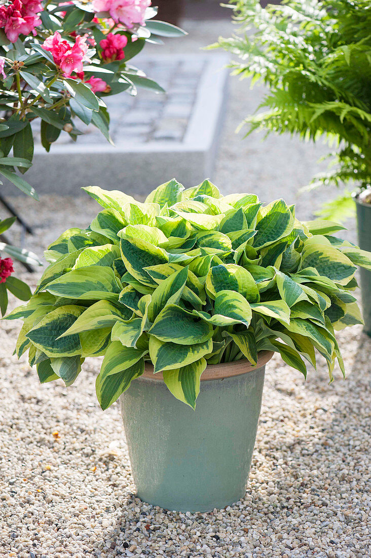 Hauseingang mit Rhododendron und Funkien