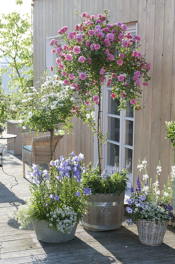 Pink 'Starlet Rose Eva' and 'Beeswillow White'