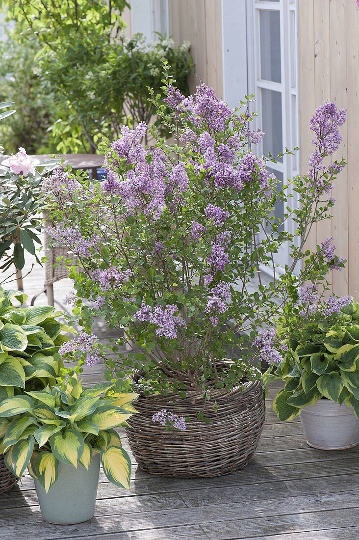 Syringa meyeri 'Palibin' (Zwerg-Flieder) und Hosta sieboldiana