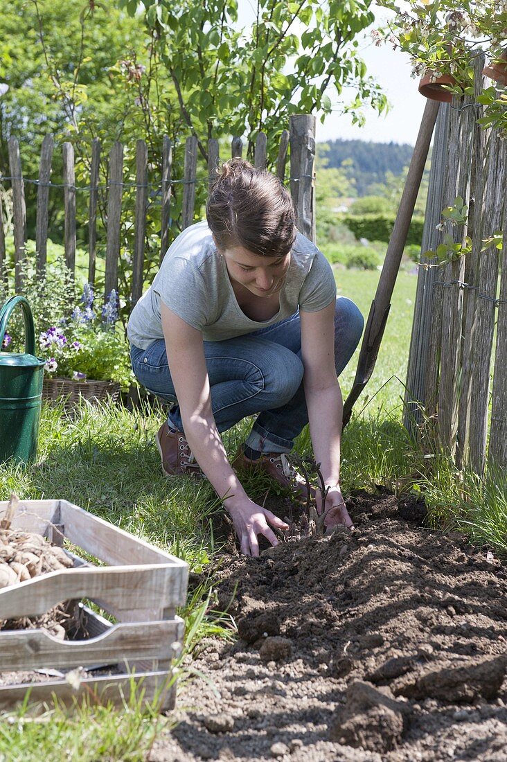 Dahlien ins Beet pflanzen