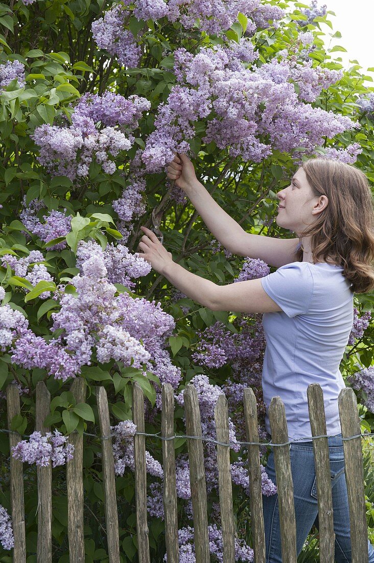 Woman cutting lilac in spring garden