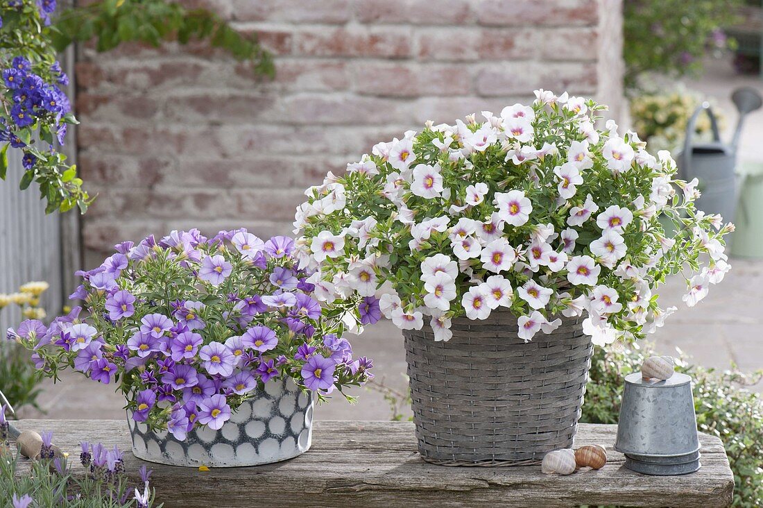 Calibrachoa Unique 'Lavender', Aloha 'Royal White' (Zaubergloeckchen)