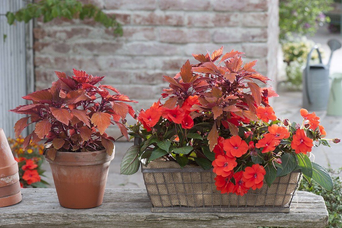 Schattenkasten mit Coleus 'Spitfire' (Buntnessel) und Impatiens