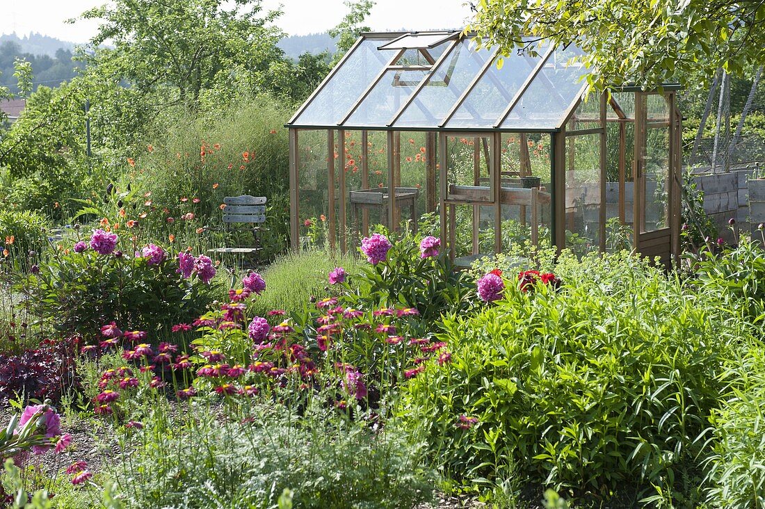 Greenhouse in the natural garden, Paeonia lactiflora 'Pink Double'